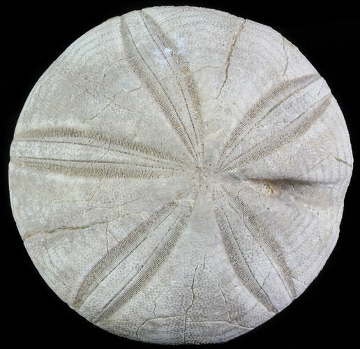 Jurassic Sea Urchin (Clypeus plotti) - England #65843